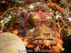 Grumpy in all It's Glory... Anilao Philippines - Olympus ... by Adrian Schokman 